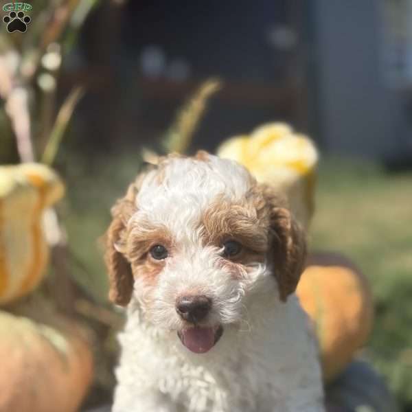 Dino, Maltipoo Puppy
