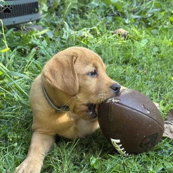 Cookie, Fox Red Labrador Retriever Puppy
