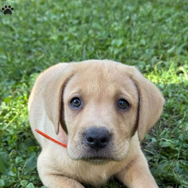 Ryder, Fox Red Labrador Retriever Puppy
