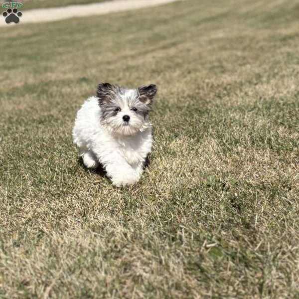 Diane, Maltipoo Puppy