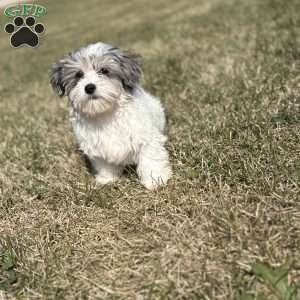 Diane, Maltipoo Puppy