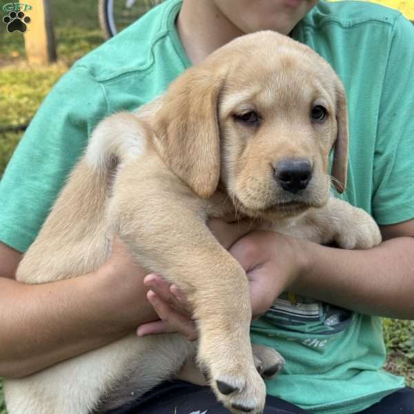 Daisy, Fox Red Labrador Retriever Puppy