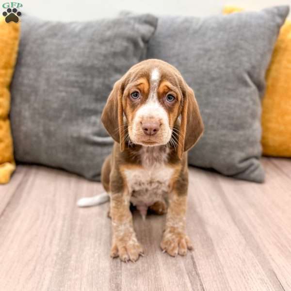 Connor, Beagle Puppy