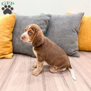 Connor, Beagle Puppy