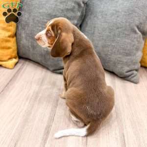 Connor, Beagle Puppy