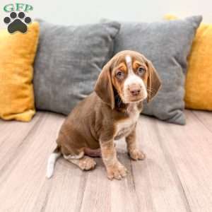 Connor, Beagle Puppy