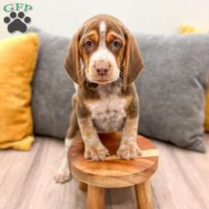 Connor, Beagle Puppy