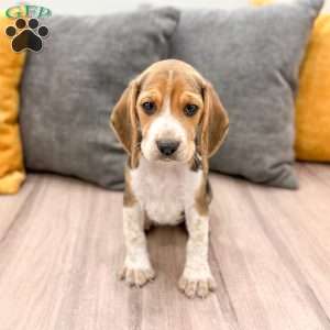 Chloe, Beagle Puppy