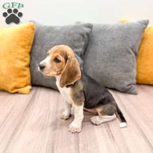 Chloe, Beagle Puppy