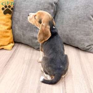 Chloe, Beagle Puppy