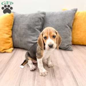 Chloe, Beagle Puppy