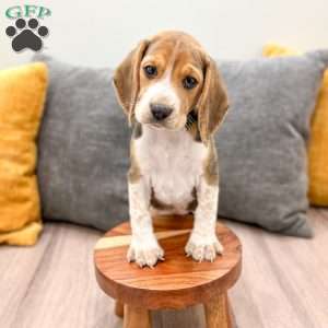 Chloe, Beagle Puppy