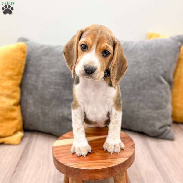 Chloe, Beagle Puppy