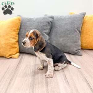 Cameron, Beagle Puppy
