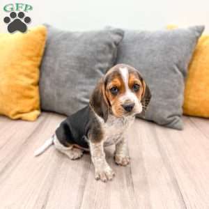 Cameron, Beagle Puppy
