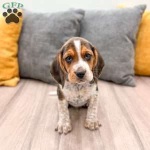 Cameron, Beagle Puppy