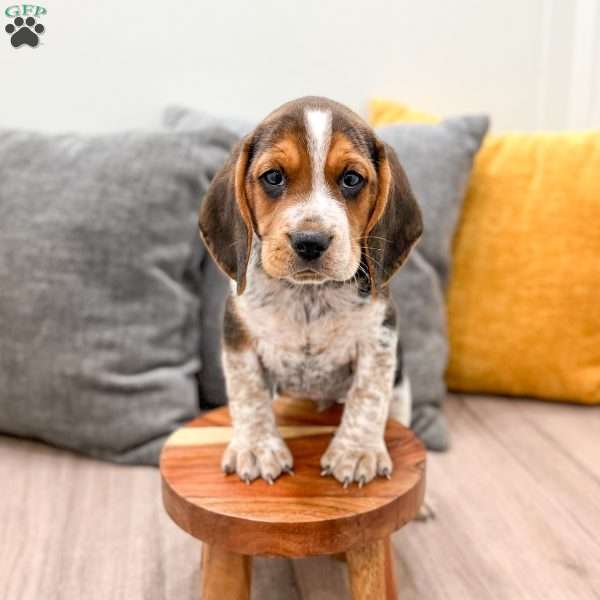 Cameron, Beagle Puppy