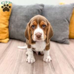 Cody, Beagle Puppy