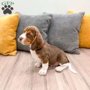 Cody, Beagle Puppy