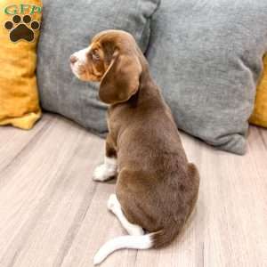Cody, Beagle Puppy
