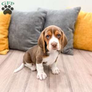 Cody, Beagle Puppy