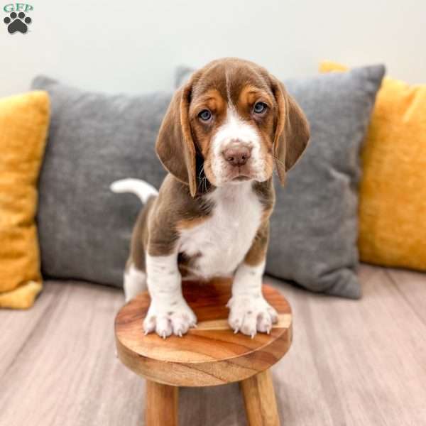 Cody, Beagle Puppy
