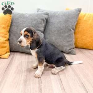 Corwin, Beagle Puppy