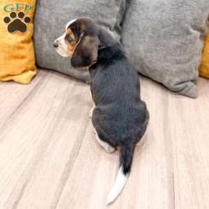 Corwin, Beagle Puppy