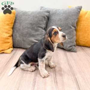 Corwin, Beagle Puppy