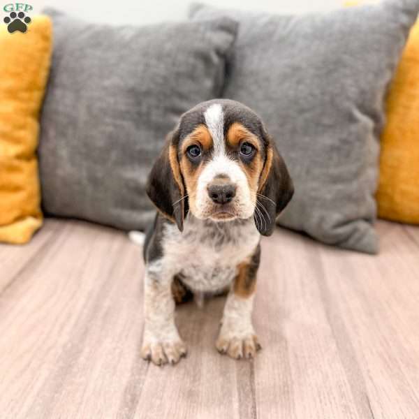 Corwin, Beagle Puppy