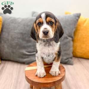 Corwin, Beagle Puppy