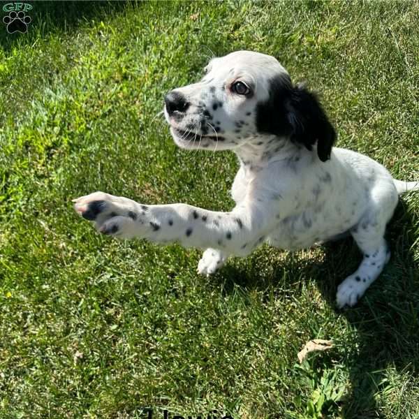 Howie, English Setter Puppy