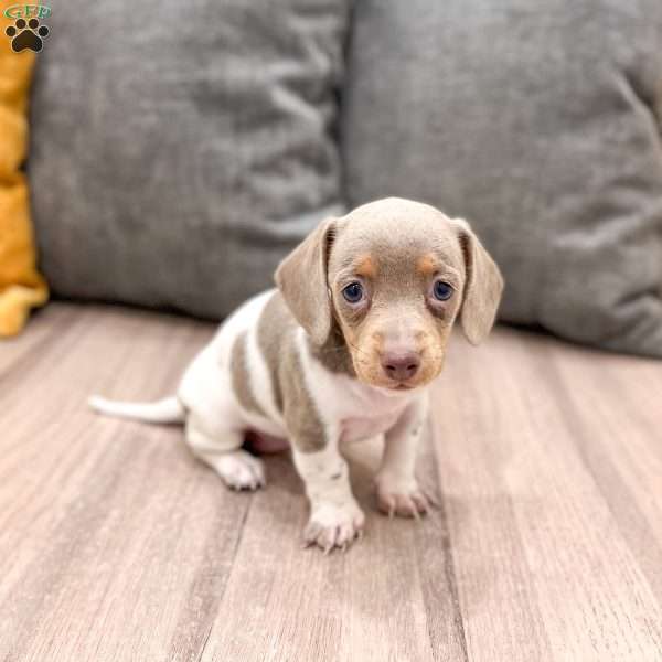 Gracie, Dachshund Puppy