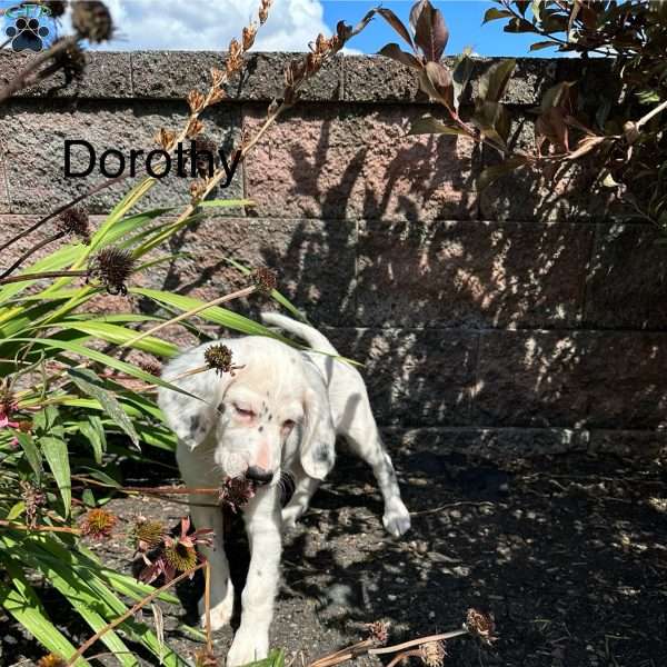Dorothy, English Setter Puppy