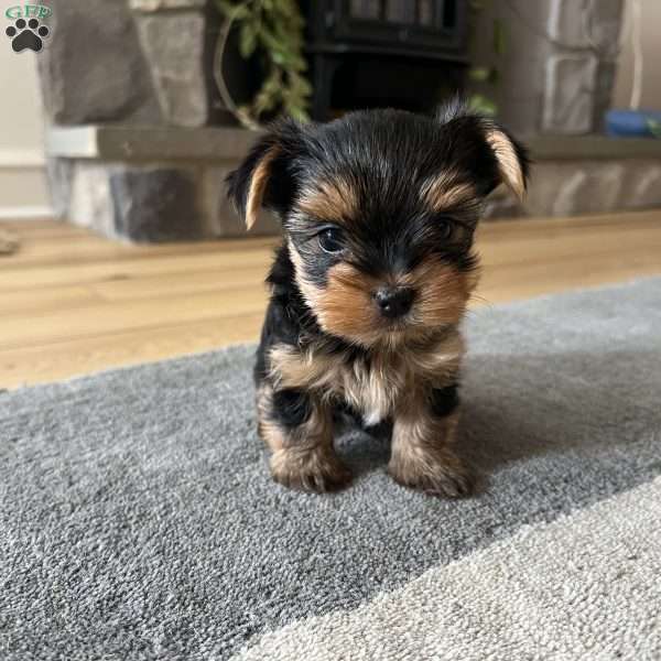 Jonny, Yorkie Puppy