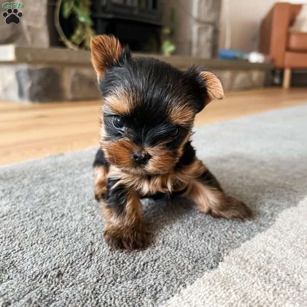 Guy, Yorkie Puppy
