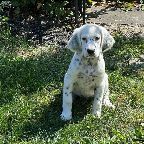Willa Jean, English Setter Puppy