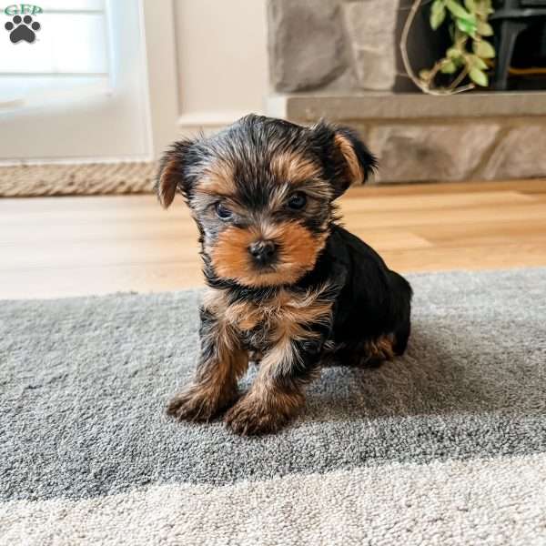 Will, Yorkie Puppy