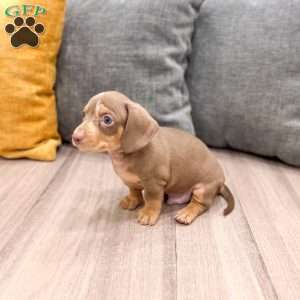 Max, Dachshund Puppy