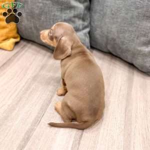 Max, Dachshund Puppy