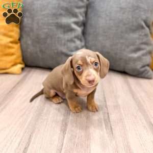 Max, Dachshund Puppy