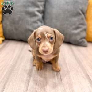 Max, Dachshund Puppy