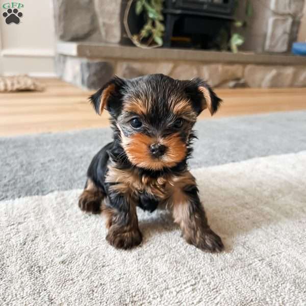 Chris, Yorkie Puppy