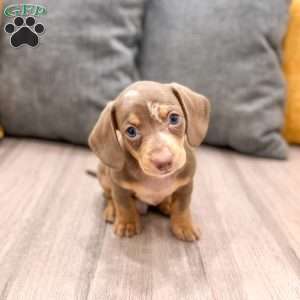 Max, Dachshund Puppy