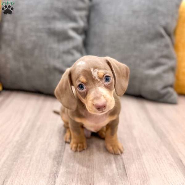 Max, Dachshund Puppy