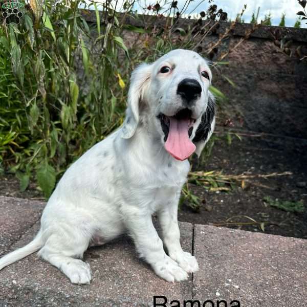 Ramona, English Setter Puppy