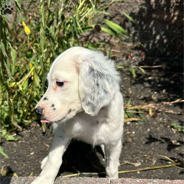 Robert, English Setter Puppy