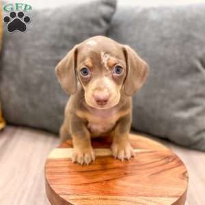 Max, Dachshund Puppy