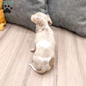 Misty, Dachshund Puppy