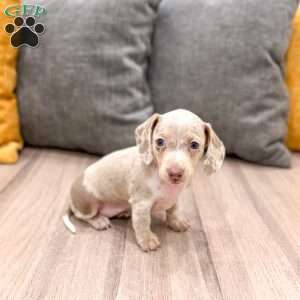 Misty, Dachshund Puppy